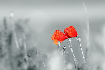 Image showing abstract view of wild poppies