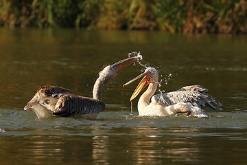 Image showing two juvenile great pelicans splashing each other