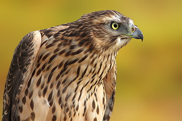 Image showing accipiter nisus over out of focus background