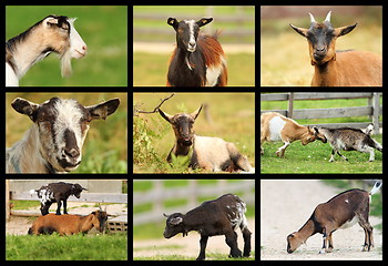 Image showing collection of images with goats