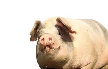Image showing big isolated sow portrait