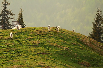 Image showing guardian dogs near a fold