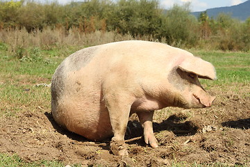 Image showing huge sow standing on meadow near the farm