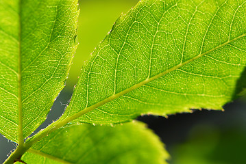 Image showing Green leaf