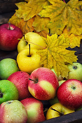 Image showing Autumn apple in  rural style.