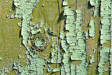 Image showing old wood tree bark texture with green moss