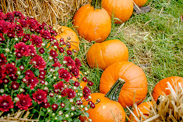 Image showing pumpkin and harvest decorations for the holidays