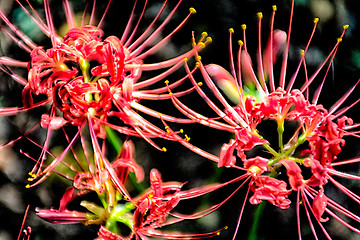 Image showing Red spider lily lycoris radiata cluster amaryllis higanbana flow