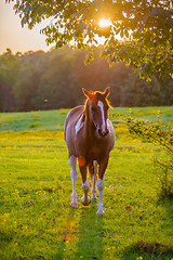 Image showing horse animal posing on a farmland at sunset