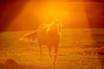 Image showing abstract camera effect of a horse on a farmland