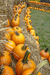 Image showing pumpkin and harvest decorations for the holidays