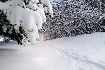 Image showing Path in winter forest