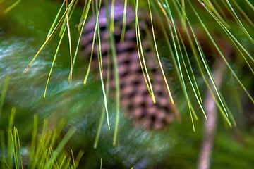 Image showing pine cone andgreen  tree branches