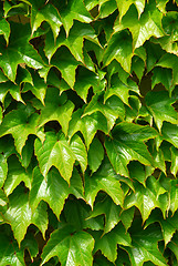 Image showing Green ivy