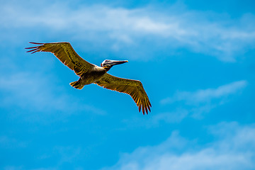 Image showing pelican bird in flight over ocean under blue sky