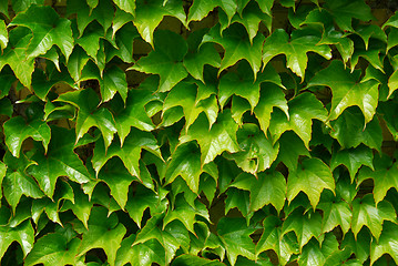 Image showing Green ivy background