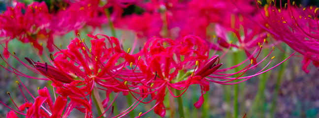 Image showing Red spider lily lycoris radiata cluster amaryllis higanbana