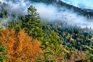 Image showing autumng season in the smoky mountains