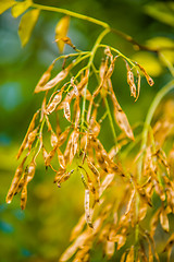 Image showing sycamore tree seeds hanging on tree branch