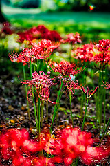 Image showing Red spider lily lycoris radiata cluster amaryllis higanbana flow