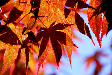 Image showing Maple leaves