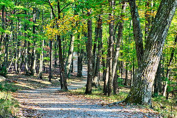 Image showing stone mountain north carolina scenery during autumn season