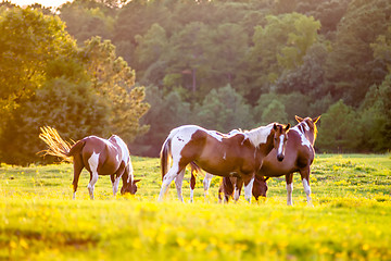 Image showing horse animal posing on a farmland at sunset