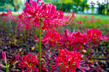 Image showing Red spider lily lycoris radiata cluster amaryllis higanbana