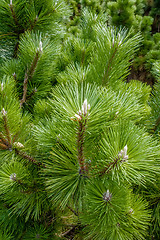 Image showing pine cone andgreen  tree branches