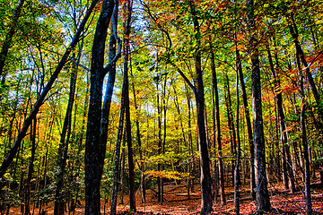 Image showing stone mountain north carolina scenery during autumn season