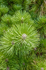 Image showing pine cone andgreen  tree branches