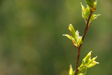 Image showing Spring leaf green