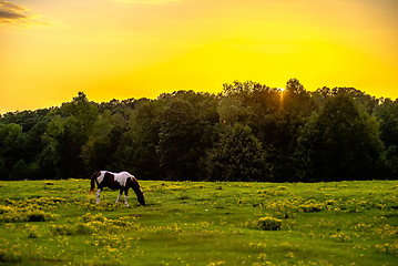 Image showing horse animal posing on a farmland at sunset