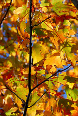 Image showing Fall maple leaves