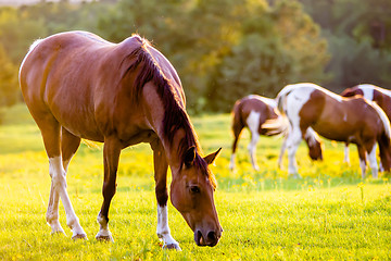 Image showing horse animal posing on a farmland at sunset