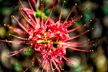 Image showing Red spider lily lycoris radiata cluster amaryllis higanbana flow