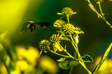 Image showing bumble bee flying near flower on sunny day