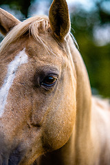 Image showing horse animal posing on a farmland at sunset