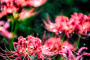 Image showing Red spider lily lycoris radiata cluster amaryllis higanbana flow