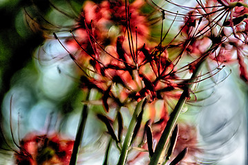 Image showing Red spider lily lycoris radiata cluster amaryllis higanbana flow