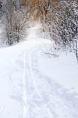 Image showing Path in winter forest