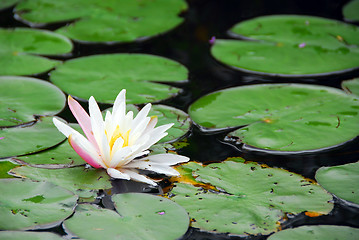 Image showing Water lily blooming