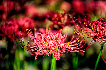 Image showing Red spider lily lycoris radiata cluster amaryllis higanbana flow