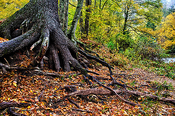 Image showing autumng season in the smoky mountains