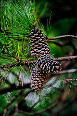 Image showing pine cone andgreen  tree branches