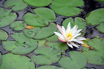 Image showing Water lily