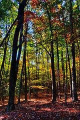 Image showing stone mountain north carolina scenery during autumn season