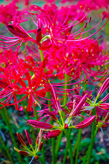 Image showing Red spider lily lycoris radiata cluster amaryllis higanbana