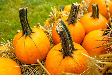 Image showing pumpkin and harvest decorations for the holidays