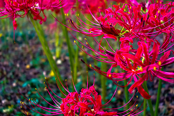 Image showing Red spider lily lycoris radiata cluster amaryllis higanbana